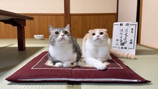 猫と一緒に旅館でお泊まりしたら2人とも大喜びで最高すぎました…笑【もちまる日記】