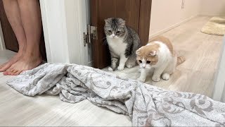 猫たちに飼い主が消えるマジックを披露してみたらまさかのこうなりましたw【もちまる日記】