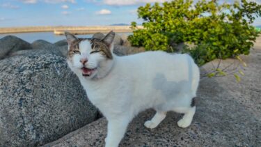 防波堤にいた猫を撫でると足元に擦り寄ってきてカワイイ【感動猫動画】