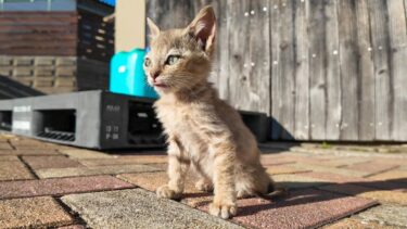 港付近の広場にいた子猫がかわい過ぎる【感動猫動画】