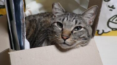 箱に籠る猫と会話してみる☆あまり気の乗らない猫の返事がかわいい　【リキちゃんねる　猫動画】 キジトラ 猫のいる暮らし