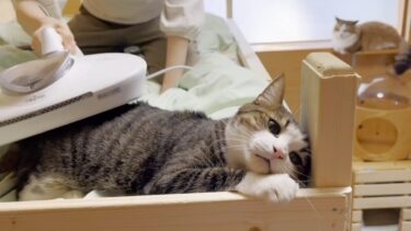 掃除機にわざわざ吸われにやって来る猫【ひのき猫】