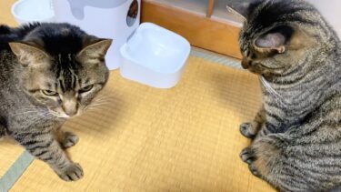 視聴者の皆さまへ大切なお知らせ【てん動画】