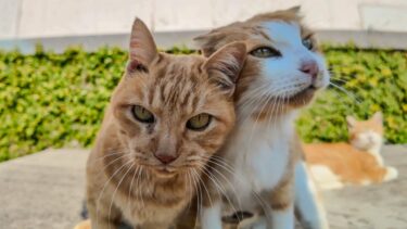 漁港の街の茶トラ猫軍団は石のベンチに集まってくる【感動猫動画】