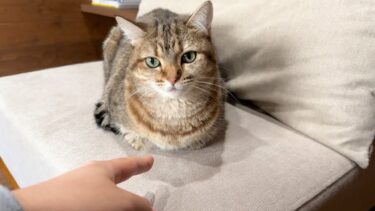 冬毛でモフい猫の香箱座りの隙間に指を突っ込んだら…【ポムさんとしまちゃん / ねこべや】