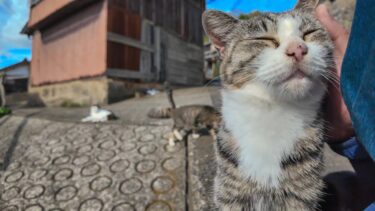 路地裏の猫たち「この道を通りたかったらナデナデするニャン!」【感動猫動画】