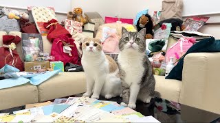 全国のファンからプレゼントが届いたら猫たちが大喜びで大変なことになりましたw【もちまる日記】