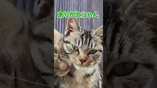 愛らしい猫さんたち♪【感動猫動画】