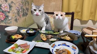 見たことないご馳走でおもてなしされた猫たちの反応がかわいすぎました…笑【もちまる日記】