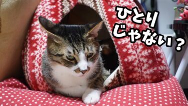 寒い夜だから…おうちで寝る猫を見てビックリ！仲良しすぎる兄弟猫☆さんかくおやねのおうちでまったりねんねのガーちゃんゴマちゃん【リキちゃんねる　猫動画】 キジトラ 猫のいる暮らし