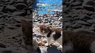 仔猫の大冒険！？【感動猫動画】