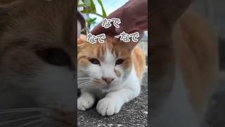 なでなでされて眠そうな猫ちゃん🐱【感動猫動画】