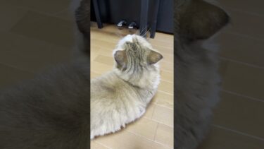 窓際、早い者勝ち #ひのき猫 #cat #猫【ひのき猫】