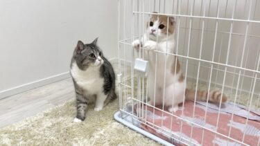 大喧嘩しちゃった猫たちを初めて隔離したらこうなっちゃいました…【もちまる日記】