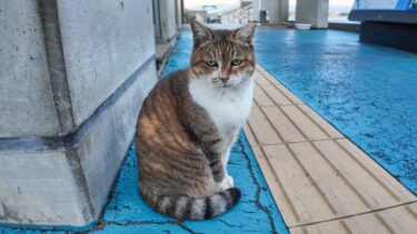 夕方の港の猫の集会【感動猫動画】