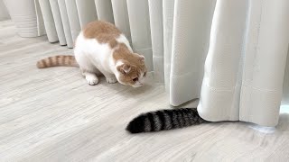 兄のしっぽをおもちゃだと勘違いして突撃して行った猫が大変なことになりました…w【もちまる日記】