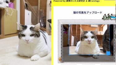 猫の表情で痛みの有無が判定できるAIアプリを試してみました【ひのき猫】