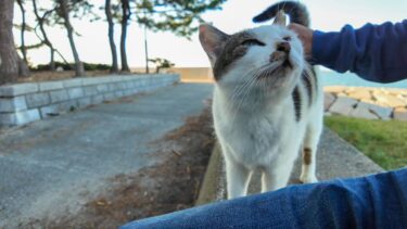 防波堤の猫ちゃん、座ると隣に座ってきてカワイイ【感動猫動画】