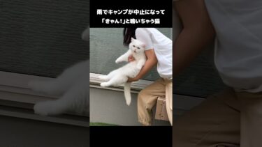 雨でキャンプが中止になって「きゃん！」と鳴いちゃう猫 #shorts【ポムさんとしまちゃん / ねこべや】