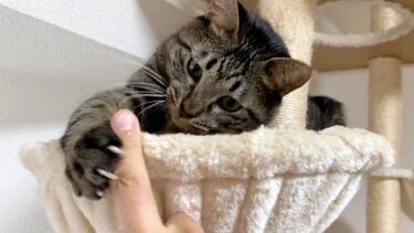 ふくちゃんに戦いを挑んで見事に勝利しました！！【てん動画】