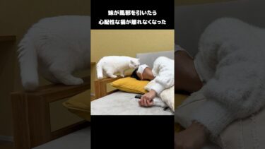 妹が風邪を引いたら心配性の猫が離れなくなった #shorts【ポムさんとしまちゃん / ねこべや】