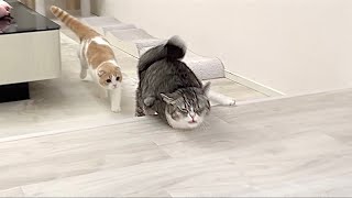 【悲報】追いかけっこ中につまづいて顎を強打した猫がこうなっちゃいました…【もちまる日記】
