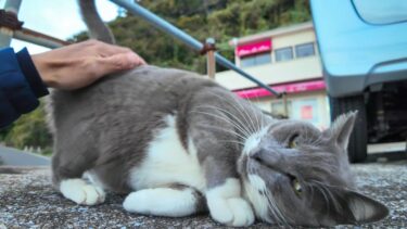 港の猫のゴロゴロ音が鳩の鳴き声みたいでカワイイ【感動猫動画】