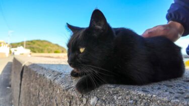 猫島で防波堤に座ると黒猫が寄ってきて隣に座ってきた【感動猫動画】