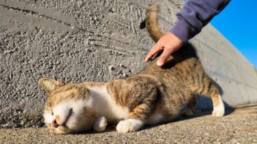 海辺の猫ちゃん、防波堤で撫でられて喜ぶ【感動猫動画】
