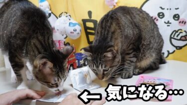 お残しは見逃さない食いしん坊猫☆ひとのおやつが気になりすぎてフライング気味に綺麗に片付けようとするガーちゃん【リキちゃんねる　猫動画】 キジトラ 猫のいる暮らし