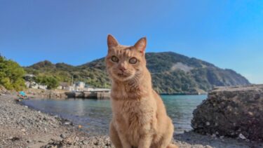 猫島の漁港にある小さな桟橋に行くと猫が集まってきて愉しい【感動猫動画】