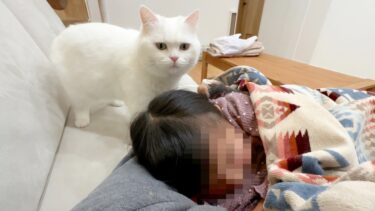 姪っ子と昼寝したら猫が嫉妬して修羅場になった…。【ポムさんとしまちゃん / ねこべや】