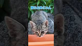 みんなでご飯たべててほっこり #shorts【感動猫動画】