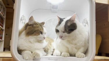 初めて猫を洗ったあとの娘と猫を被り続ける豆大福 (後編）【ひのき猫】