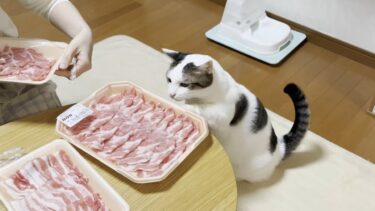 猫らしくない豆大福の1日はだいたいわがままです【ひのき猫】