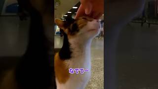 駅に猫…！？🐱【感動猫動画】