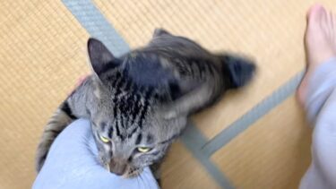 １日ぶりに帰宅したらふくちゃんがこうなりました…【てん動画】
