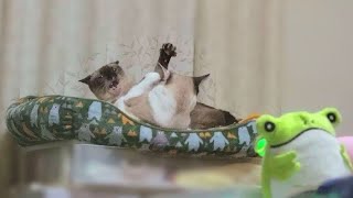 仲良く一緒に寝てて急に喧嘩になったが再び一緒に眠るシャム猫２匹🤩【CuteWoo】