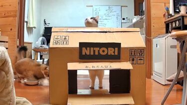 お母さんが作った渾身の猫ハウスを一瞬で崩壊させた猫【ひのき猫】