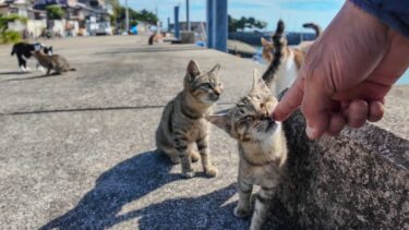 猫島の港で座ると猫が沢山集まってきて楽しい【感動猫動画】