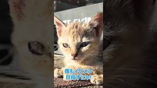 かっこいいよりも可愛いが勝ってしまう仔猫【感動猫動画】