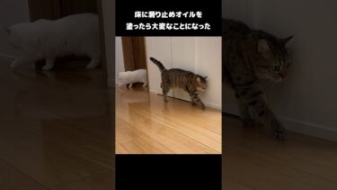 床に滑り止めオイルを塗ったら大変なことになった… #shorts【ポムさんとしまちゃん / ねこべや】