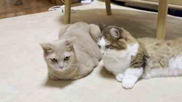 いつもシャーと叩いてくる猫のことを実は○○かもしれない秀吉【ひのき猫】