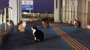 感動猫動画 のライブ配信【感動猫動画】