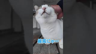 幸せそうな猫が尊い【感動猫動画】