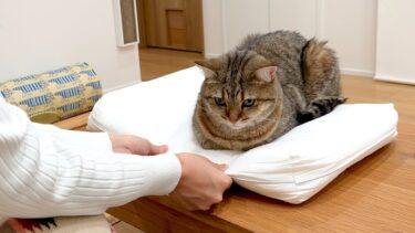 新しい枕を買ったのに猫が使わせてくれません…【ポムさんとしまちゃん / ねこべや】