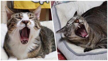 新しく買ってきた冬用のふかふかベッドを我が家の二匹の猫に見せた時の反応☆使い方にこだわりアリ!!　【リキちゃんねる　猫動画】 キジトラ 猫のいる暮らし