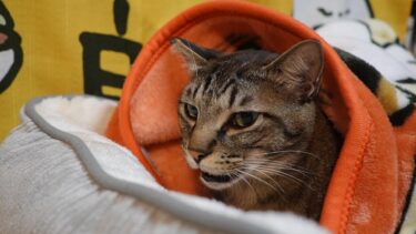 新しいブランケットに虜になってしまった猫ガーちゃんはご機嫌でおしゃべりします☆いろんな方法でちいかわ毛布を堪能🎵　【リキちゃんねる　猫動画】 キジトラ 猫のいる暮らし