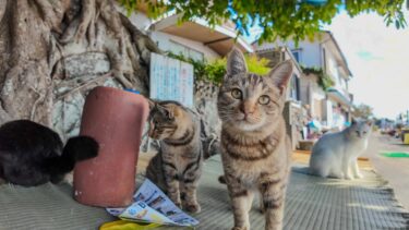 漁港にある大きな木の陰で休もうとしたら猫が駆け寄ってきた【感動猫動画】