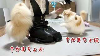 久々に出かけたら構ってちゃんの猫と犬から大変な目にあいましたw【猫のレモンちゃんねる】